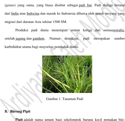 Gambar 1. Tanaman Padi 