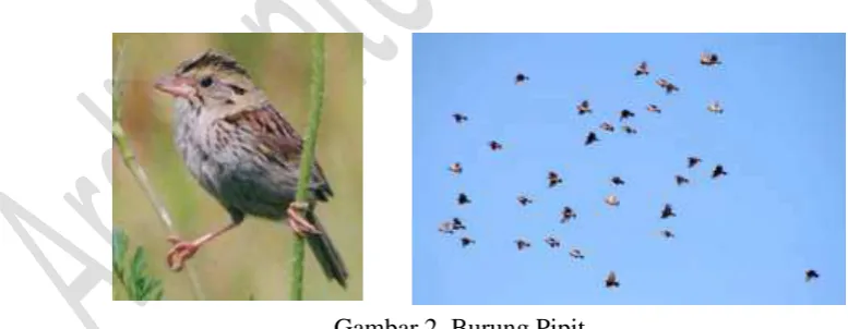 Gambar 2. Burung Pipit 