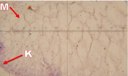 Gambar 1. Penampang histologi jaringan rumput laut  E. cottoni (pembesaran 400x). (K: sel 