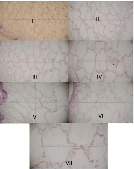 Gambar 2. Penampang histologi jaringan rumput laut E. cottoni  setiap minggu selama penelitian (pembesaran 400x) 