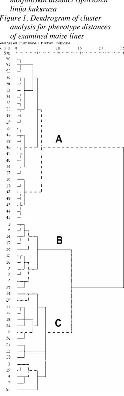 Fig ure 1. Dendrogram of clus ter  anal y sis  for  phe no type  dis tances  of ex am ined maize lines