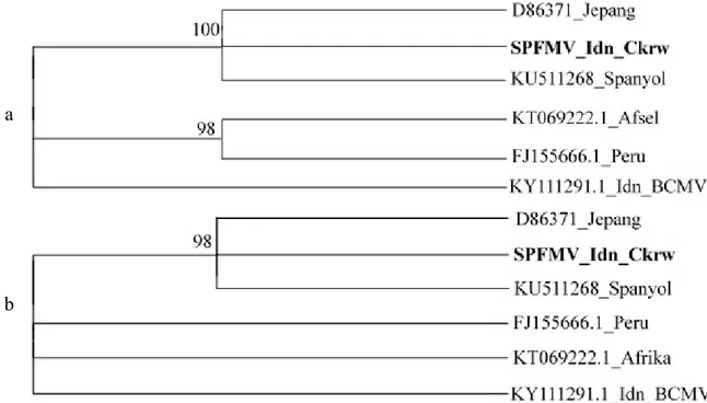 Gambar  3    Pohon  filogenetika  SPFMV  isolat  Cikarawang  (Ckrw)  (cetak  tebal)  terhadap  isolat SPFMV dari 4 negara lainnya