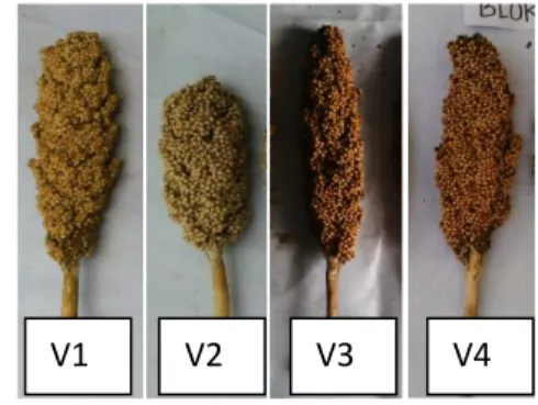 Gambar 1. Malai 4 varietas sorgum  Tabel  1  memperlihatkan  peningkatan  dosis  pupuk  fosfor  sebanyak  135  kg/ha  meningkatkan  bobot  biji/malai secara  nyata  pada  varietas  Kawali  dan  Numbu  dibanding  pemberian  pupuk  fosfor  45  kg/ha  dan  90