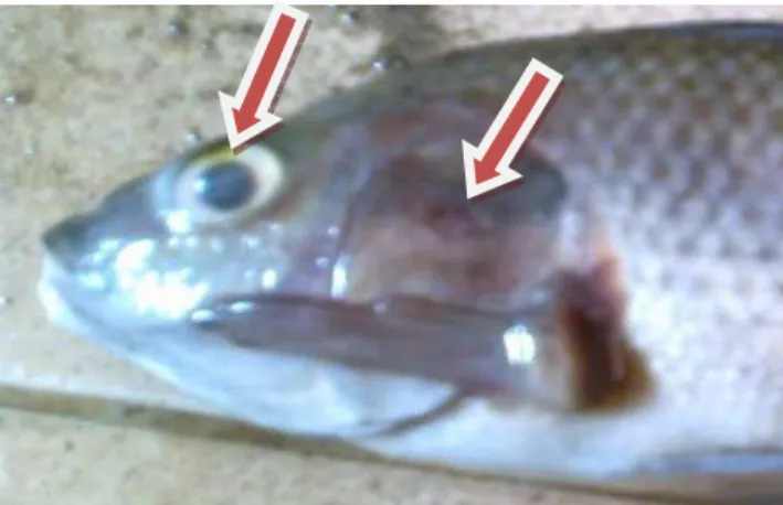 Gambar 8. Kondisi nila kunti mati dengan gejala mata keruh, dan terjadi pendarahan pada insang  menunjukkan ikan terserang S