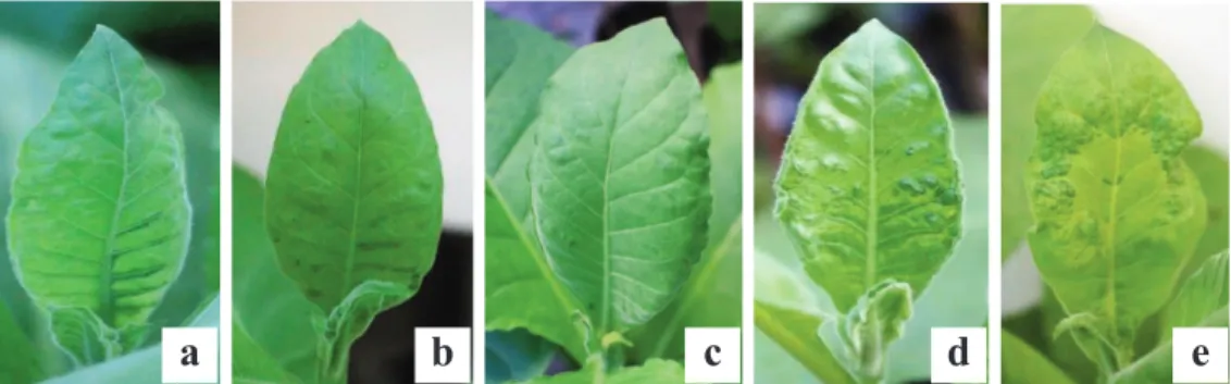 Gambar 3. Variasi gejala mosaik daun tembakau pada 12 hari setelah inokulasi (HSI) pada berbagai perlakuan; (a) perlakuan Bacillus spp.; (b) perlakuan Streptomyces spp.; (c) perlakuan Mikoriza; (d) perlakuan kombinasi ketiganya; (e)