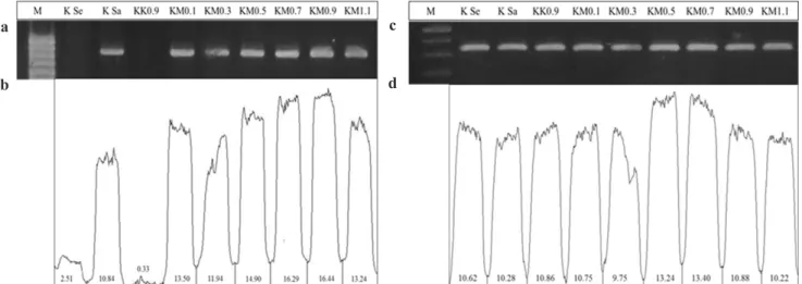 Gambar 2.   (a-b) Amplifikasi dan intensitas DNA gen CP BCMV, (c-d) Amplifikasi dan intensitas DNA gen  PR3
