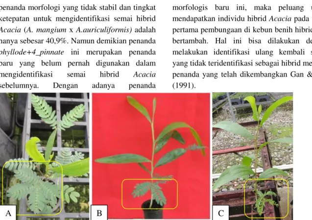 Gambar 3.   Daun  sejati  4_pinnate  pada  semai  A.  mangium  murni  (A),  daun  sejati  bi_pinnate  (B)  dan    daun 