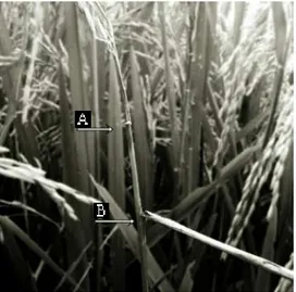Gambar 1. Gejala penyakit blas padi; (A) pada ruas batang teratas (leher malai); (B) pada ketiak daun