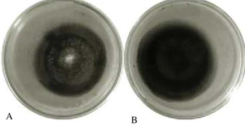 Gambar 7. Koloni Pyricularia oryzae pada media PDA; Tampak atas (A); tampak bawah (B)