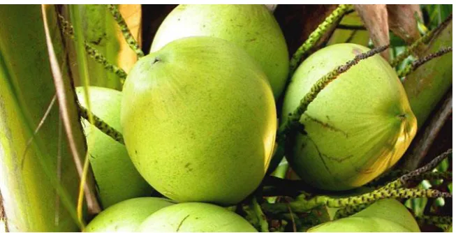 Gambar 1. Buah Kelapa 