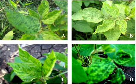 Gambar  1.  Keanekaragaman  gejala  mosaik  pada  tanaman  kedelai  14-28  hst.  (A)  Daun  mengecil,  klorosis,  dan permukaan daun tidak merata, (B) daun mengecil dan tepi daun melengkung, (C) klorosis dan tulang daun menebal, dan (D) daun mengecil, mele