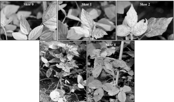 Gambar 1. Tingkat serangan penyakit virus kerdil pada tanaman kedelai (soybean stunt virus).