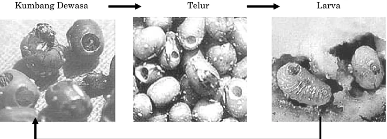 Gambar 1. Fase Hidup C. chinensis (AVRDC 2001 )