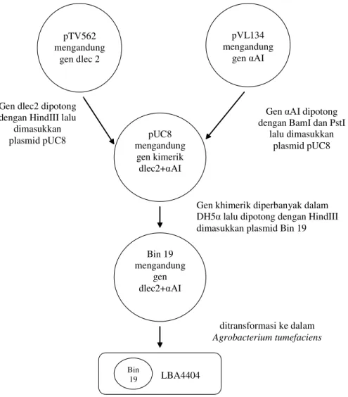 Gambar 2. Isolasi gen, konstruksi plasmid rekombinan dan transformasi αAI dalam Agrobacterium tumefaciens (Sumber: diolah dari Ishimoto et al