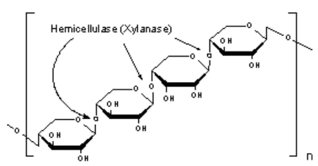 Gambar 3. Struktur Hemiselulosa 