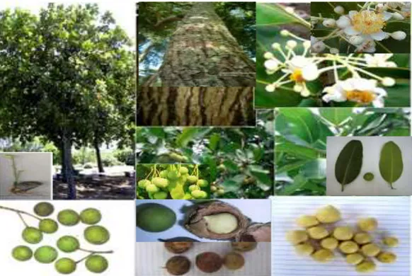 Gambar 1. Morfologi tanaman Nyamplung (pohon, akar, batang, kayu, bunga, daun, buah, tempurung  buah, dan biji) (Balitbang Dephut, 2008) 