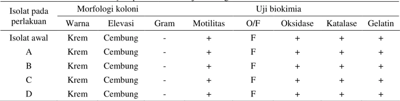 Tabel 1. Hasil Identifikasi A. Hydrophila Sesudah Uji Tantang  Isolat pada 