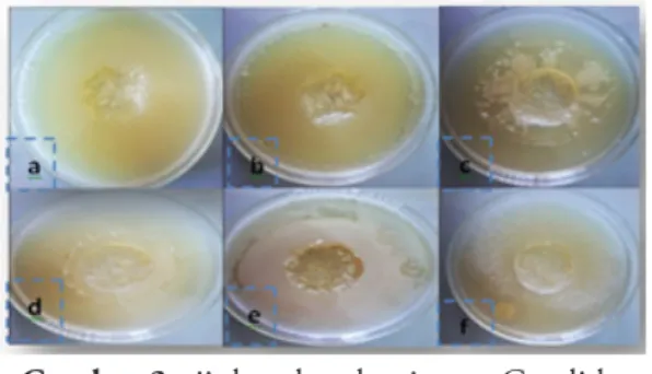 Gambar 3 uji daya hambat jamur Candida  albicans (a) ekstrak buah kelor dengan pelarut 