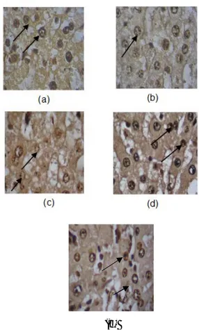Gambar  2.  Ekstrak  etanolik  Physalis  angulata  L.  menghambat proliferasi sel hepar tikus terinduksi DMBA