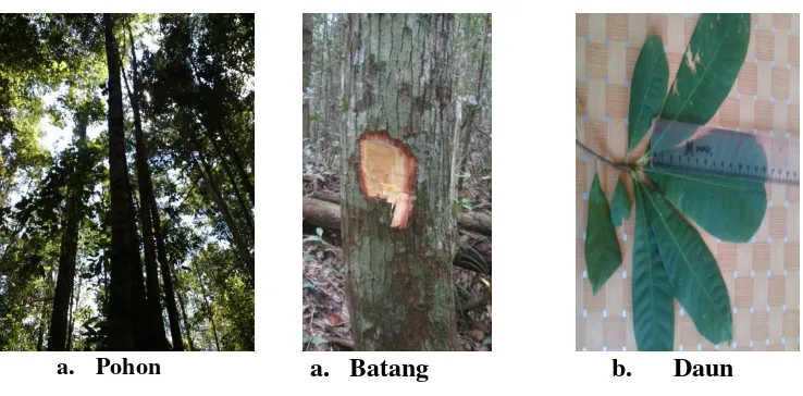 Gambar 4.10 Artocarpus sp 