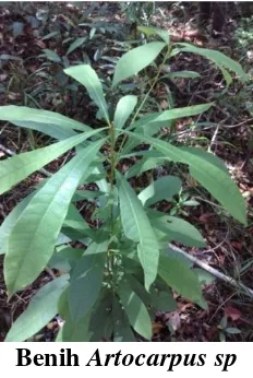 Gambar 4.11 Benih Artocarpus sp 
