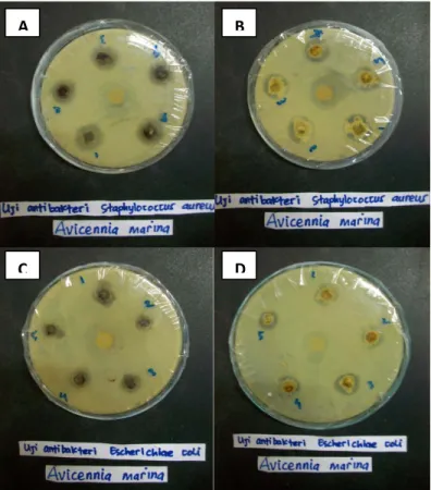 Gambar 1. A. Diameter zona hambat jamur endofit berwarna hitam terhadap bakteri S. 
