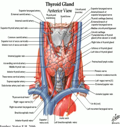 Gambar 2.1. Anatomi Kelenjar Tiroid  
