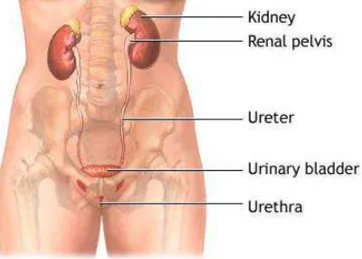 Gambar 2.1. Anatomi saluran kemih (Adam, 2008) 