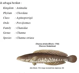 Gambar 1. Ikan Gabus 