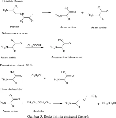 Gambar 5. Reaksi kimia ekstraksi Cassein 