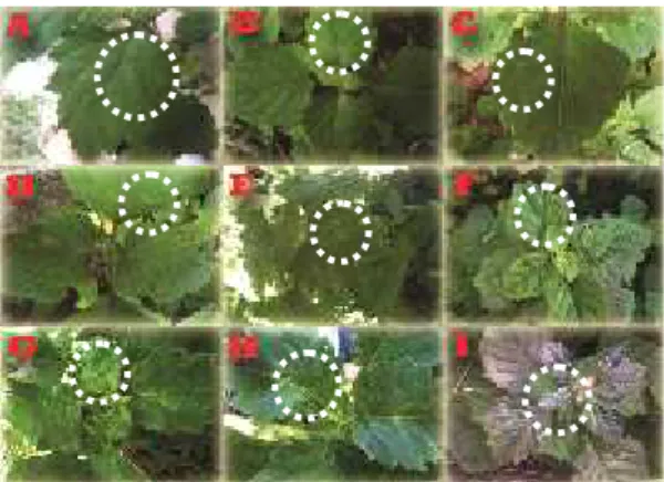 Gambar  2. Gejala  infeksi  Potyvir us  pada  tanaman nilam  di  lapangan.  A,  B,  C,  dan  D (Mosaik lemah), E, F, G, dan H (Mosaik