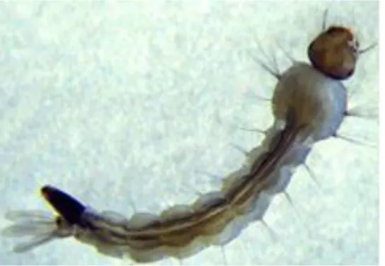 Gambar 3. Larva nyamuk Ae. aegypti (Sivanathan, 2006).  