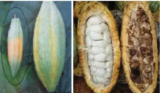 Gambar 1. Gejala serangan hama penggerek buah kakao; warna jingga pada kulit luar (kiri), serta buah sehat dan buah terserang (kanan).