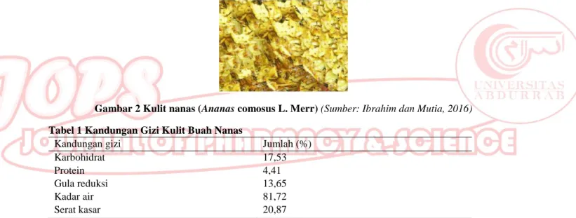 Gambar 2 Kulit nanas (Ananas comosus L. Merr) (Sumber: Ibrahim dan Mutia, 2016)  Tabel 1 Kandungan Gizi Kulit Buah Nanas 