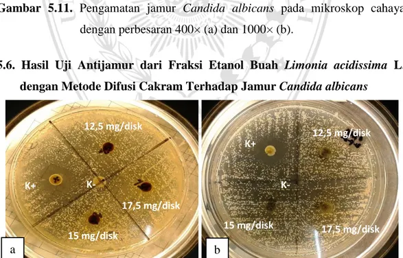 Gambar  5.12.  Replikasi  I  uji  antijamur  pada  fraksi  etanol  daging  buah  Limonia 