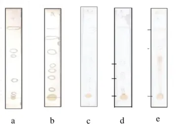 Gambar 1. Hasil KLT Terpenoid (a), steroid (b), alkaloid (c), Flavonoid (d) dan 