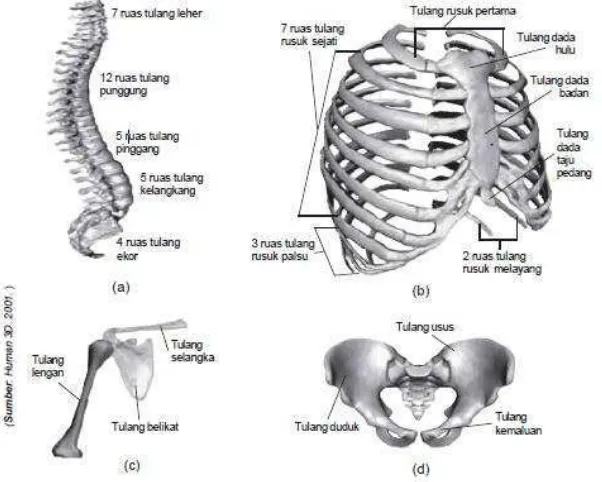 Gambar 3.16 Rangka badan meliputi (a) tulang belakang, (b) tulang rusuk 