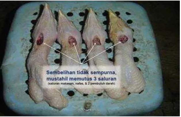 Gambar 1: Sembelihan yang tidak sempurna terhadap Produk Ayam potong 