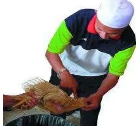 Gambar 4 : Hasil penyembelihan ayam yang sesuai syariat Islam 