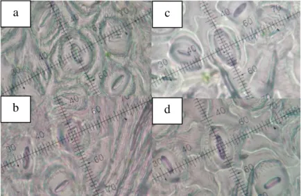 Gambar 3.  Penampang  replika  stomata  pada  waktu  pengamatan  pukul  07.00  WIB  pada  kondisi 
