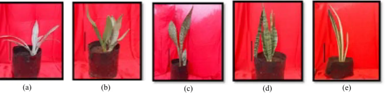 Gambar 1. Morfologi ke lima kultivar Sansevieria trifasciata : (a). cv. Metalica, (b)