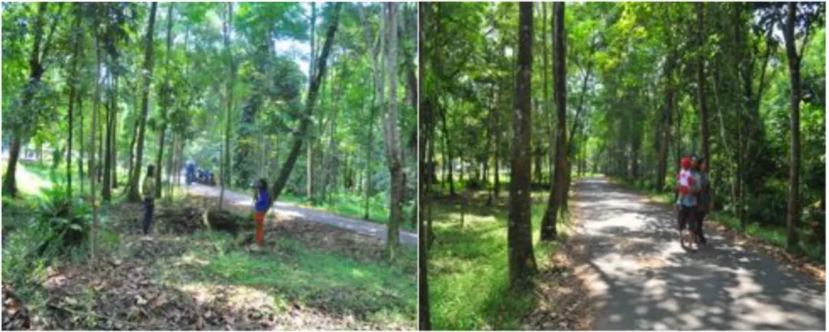 Gambar 5. Kawasan Arboretum Sylva Untan sebagai alternatif rekreasi. 