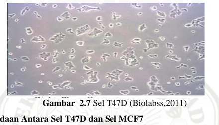 Gambar  2.7 Sel T47D (Biolabss,2011)  2.7.2 Perbedaan Antara Sel T47D dan Sel MCF7