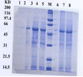 Gambar  1.  Pola  pita  protein  pegagan  asal  in  vitro  dan  lapang  berdasarkan  hasil   elektro-foresis  menggunakan  gel 