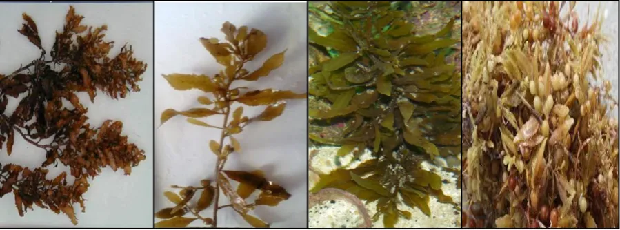 Gambar 1. Beberapa  jenis Sargassum sp 