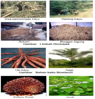 Gambar 1. Sumber bahan baku biomassa