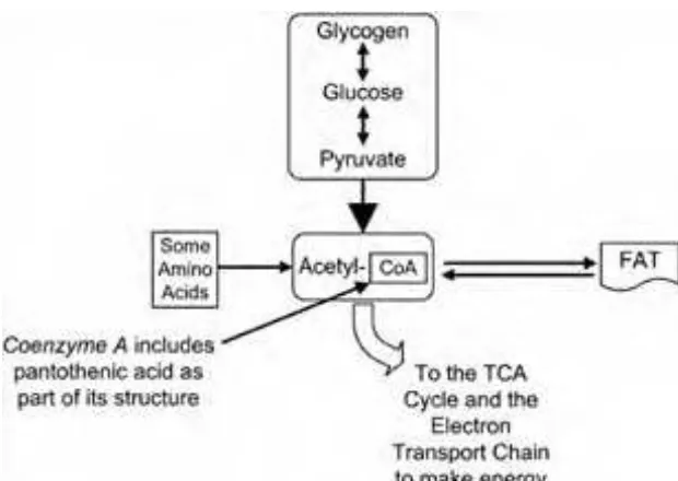 Figure 1-12Pantothenic acid is central to energy production.
