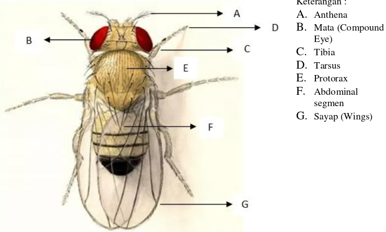 Gambar 2.1 Morfologi Lalat Buah ( Droshopilla melanogaster) 