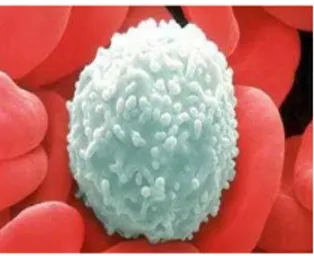 Gambar 1.  Sel darah merah  3.  Sel Darah Putih (leukosit) 