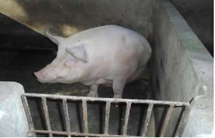 Gambar 1. Sanitasi Kandang Babi 